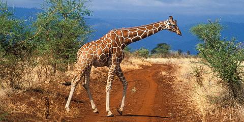 Maasai Mara Sojourn