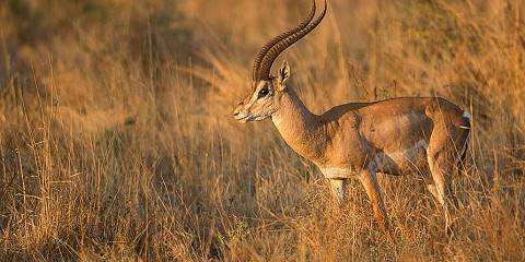 6-Day Amboseli, Lake Nakuru & Maasai Mara Tour