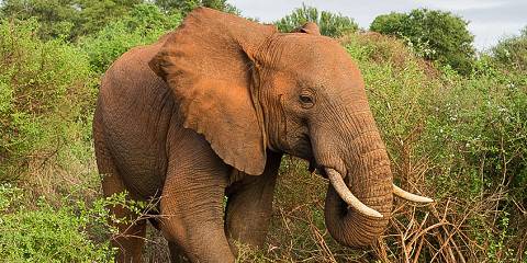 3-Day Amboseli - Tsavo East - Mombasa Budget Tour