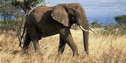 3-Day The Famous Mara - Luxury Trip