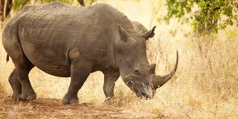 5-Day Meru - Samburu - Ol Pejeta
