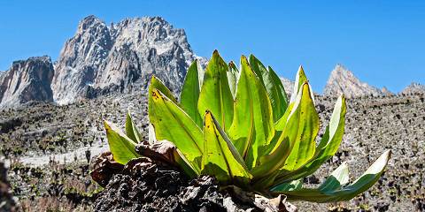 Mt Kenya Sirimon Route – One Way