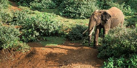 3-Day Short & Sweet Mara Karen Blixen Flying Luxe Safari