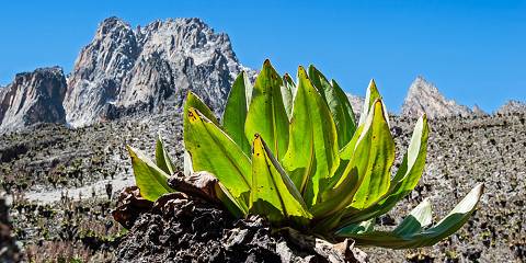 3-Day Mount Kenya Thrilling Tour