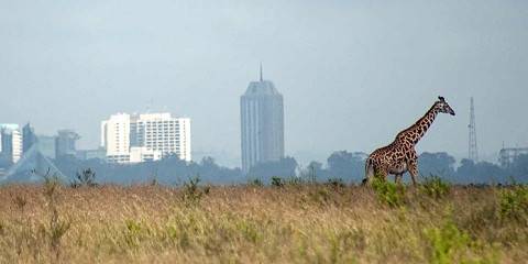 Nairobi City Safari Tour (Nairobi Explorer)