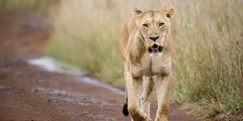 7-Day Phenomenal Tour Budget Group Joining Safari