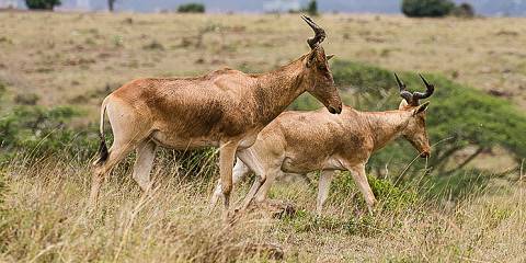 Nairobi NP and Giraffe Center