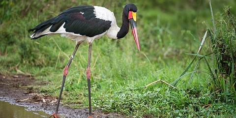 3-Day Private Safari to the Mara