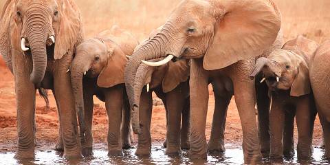 3-Day Amboseli in Style the Kibo Safari Camp Experience