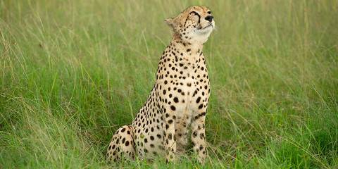 Amboseli & Masai Mara Private Budget Safari