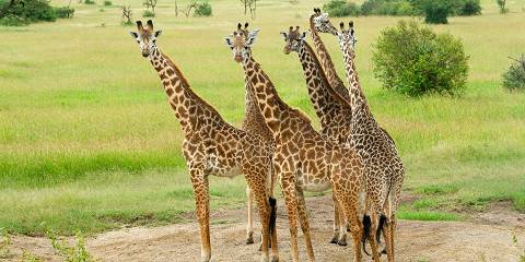 5-Day Amboseli, Lake Naivasha and Mara - Mid-Range Trip