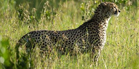 3-Day Meru National Park Wild Safari