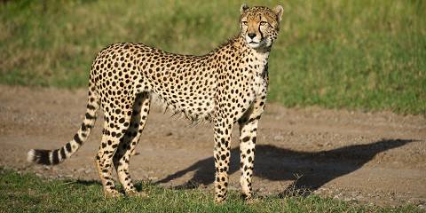 8-Day Maasai Mara-Lake Nakuru-Naivasha-Amboseli Safari