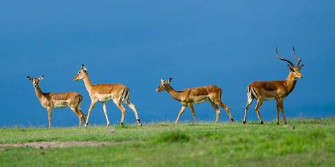 6-Day Amboseli, Aberdares , Lake Nakuru & Naivasha