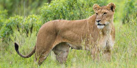 4-Day Masai Mara-Lake Nakuru Explorer Safari