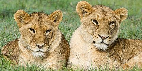 4-Day Lake Nakuru & Masai Mara Throne of the Wild Safari