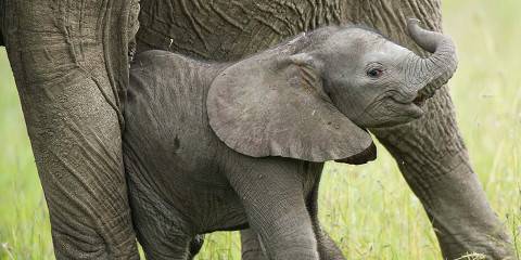 8-Day Kenya Family Bush to Beach Adventure