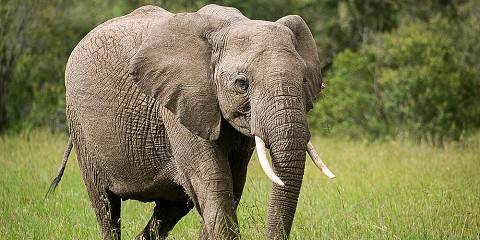 3-Day Masai Mara Sopa Lodge Fly-in Safari