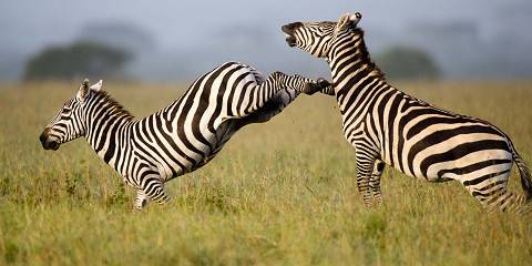 7-Day Kenya Budget Tour