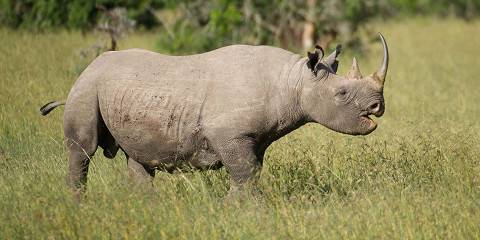 5-Day Luxury Safari - Ol Pejeta, Nakuru & Masai Mara