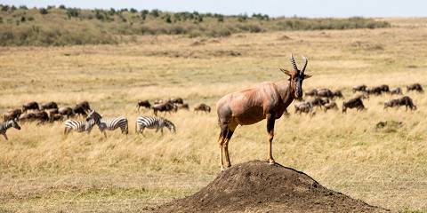 3-Day Maasai-Mara Classic Luxury Safari