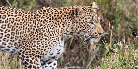 Kenyan Luxury Bush & Beach Safari