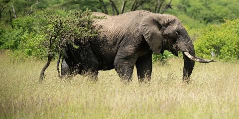 7-Day With the Majestic Giants of the African Savannah