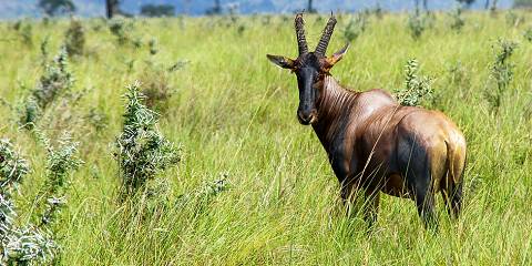 5-Day Nairobi, Tsavo East, Tsavo West & Amboseli Safari