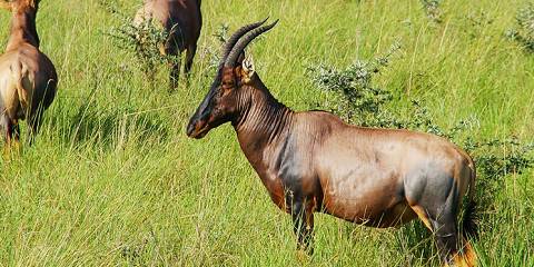 3-Day In Amboseli National Park
