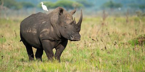 Private Masai Mara & Lake Nakuru Escape