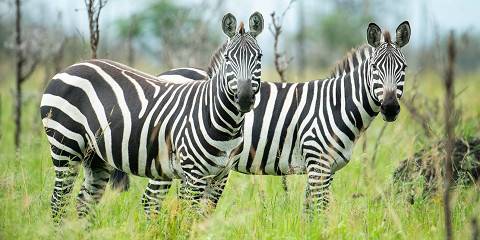 11-Day Iconic East Africa Wildlife Expedition
