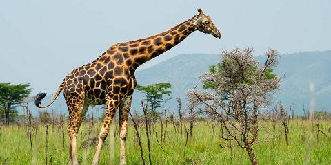 4-Day Amboseli & Tsavo West Parks Adventure