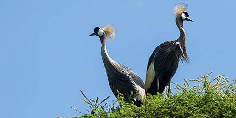 6-Day Discover Amboseli, Lake Naivasha & Masai Mara