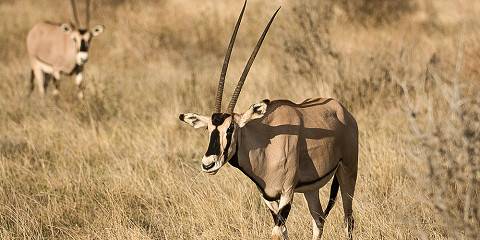 12-Day Wildlife Safari in Kenya and Victoria Falls