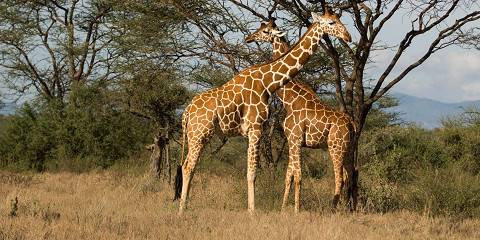 6-Day Wonderful Kenyan Scenic Experience