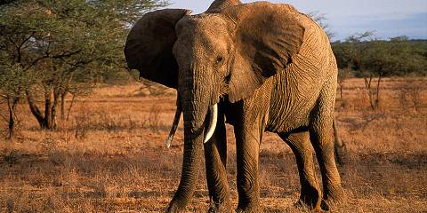 4-Day Roaming with the Big Five - Samburu to Masai Mara