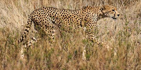 3-Day Samburu Sopa Lodge Private Tour