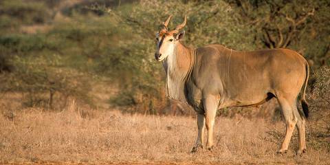 5-Day Samburu & Bufallo Springs NR Mid-Range Adventure