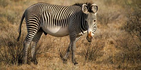 3-Day Samburu National Reserve Wild Safari
