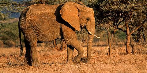 7-Day Samburu, Ol Pejeta, Solio Ranch & Lake Nakuru Tour
