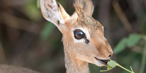 7-Day Living Among the Special Five Midrange Safari
