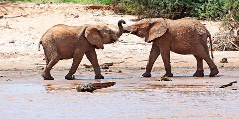 6-Day Amboseli, Lake Naivasha & Maasai Mara Expedition