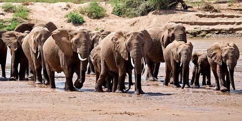 7-Day Major Parks Kenyan Luxury Safari in 4x4 Jeep