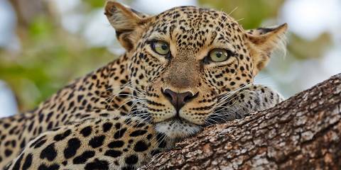 3-Day Samburu National Reserve Safari Experience