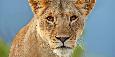 3-Day Amboseli National Park Budget Group Safari