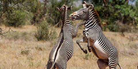 4-Day Fly in Masai Mara Adventure