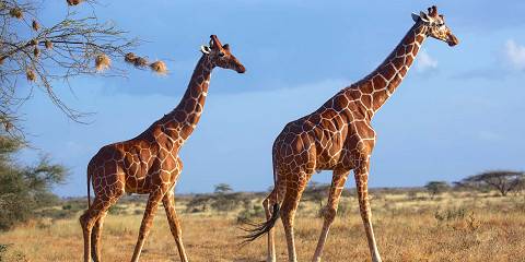 Amboseli, Tsavo West & Salt-Lick Luxury Expedition