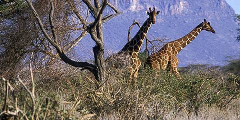 Tsavo West National Park Group Safari