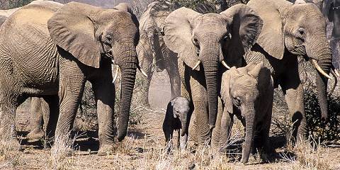 5-Day Personalized Safari Journey