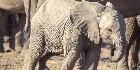 4-Day Exclusive Escapes in Kenya's Private Conservancies